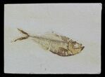 Diplomystus Fossil Fish - Wyoming #58616-1